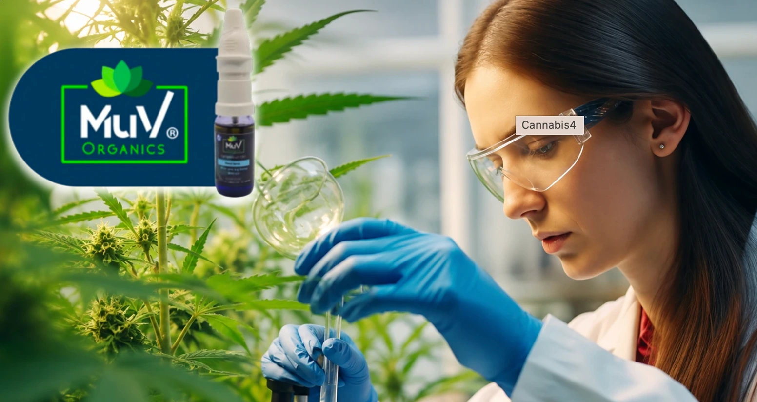 imgrsCannabis